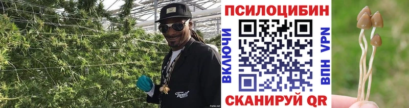 Галлюциногенные грибы Cubensis  Моздок 